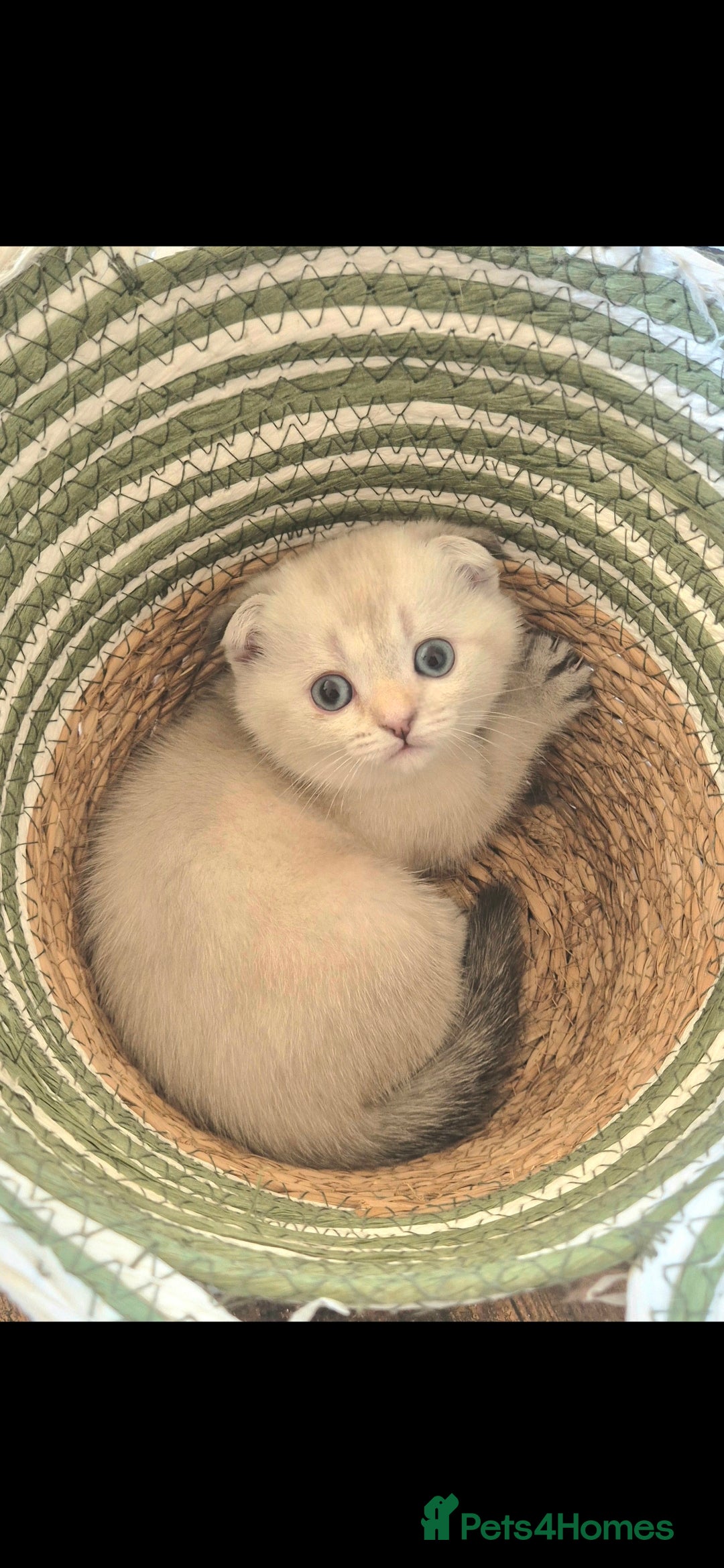 Scottish Fold cats for sale: Beautiful Girl ready to go - Image 8