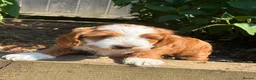 Sproodle dogs for sale: Sproodle f1b  - Advert 8