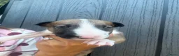 English Bull Terrier dogs for sale: English bull terrier puppies  - Advert 20