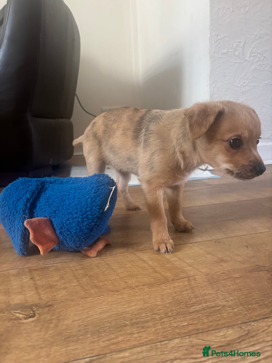 Chihuahua dogs for sale: 🩷 FAWN/ MERLE GIRL STILL AVAILABLE🩷 - Image 5