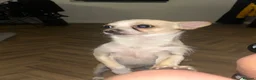 Mixed Breed dogs for sale:  Cleo – 2-Year-Old Chinese Crested x Chihuahua  in Glasgow - Advert 3