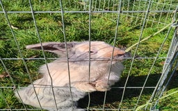 Mini Lop rabbits for sale: Mini lop *PLEASE READ* - Image 7
