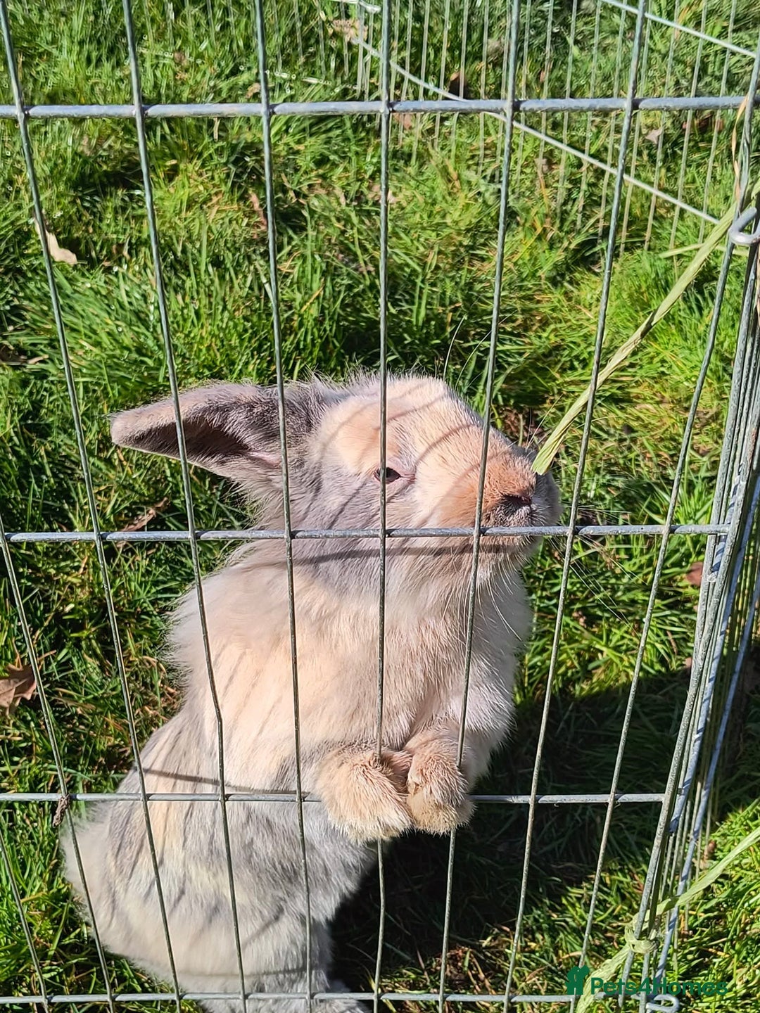 Mini Lop rabbits for sale: Mini lop *PLEASE READ* - Image 7
