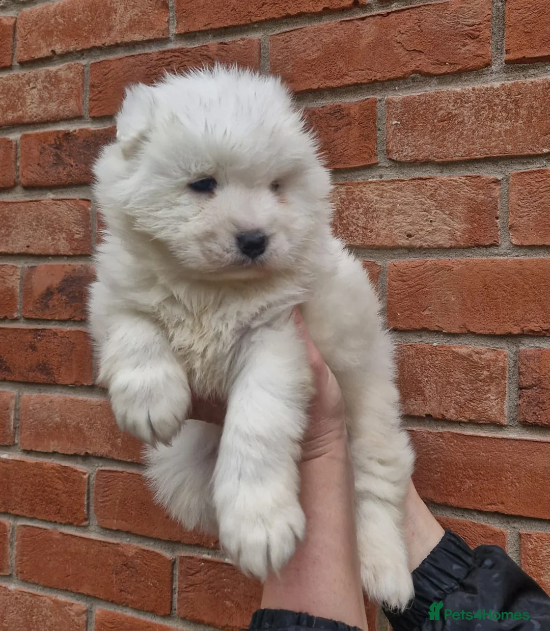 Samoyed dogs for sale: A beautiful little Samoyed girl for sale in Ashbourne - Advert 20