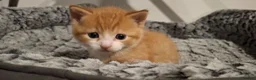 Mixed Breed cats for sale: Beautiful ginger kitten - Advert 5