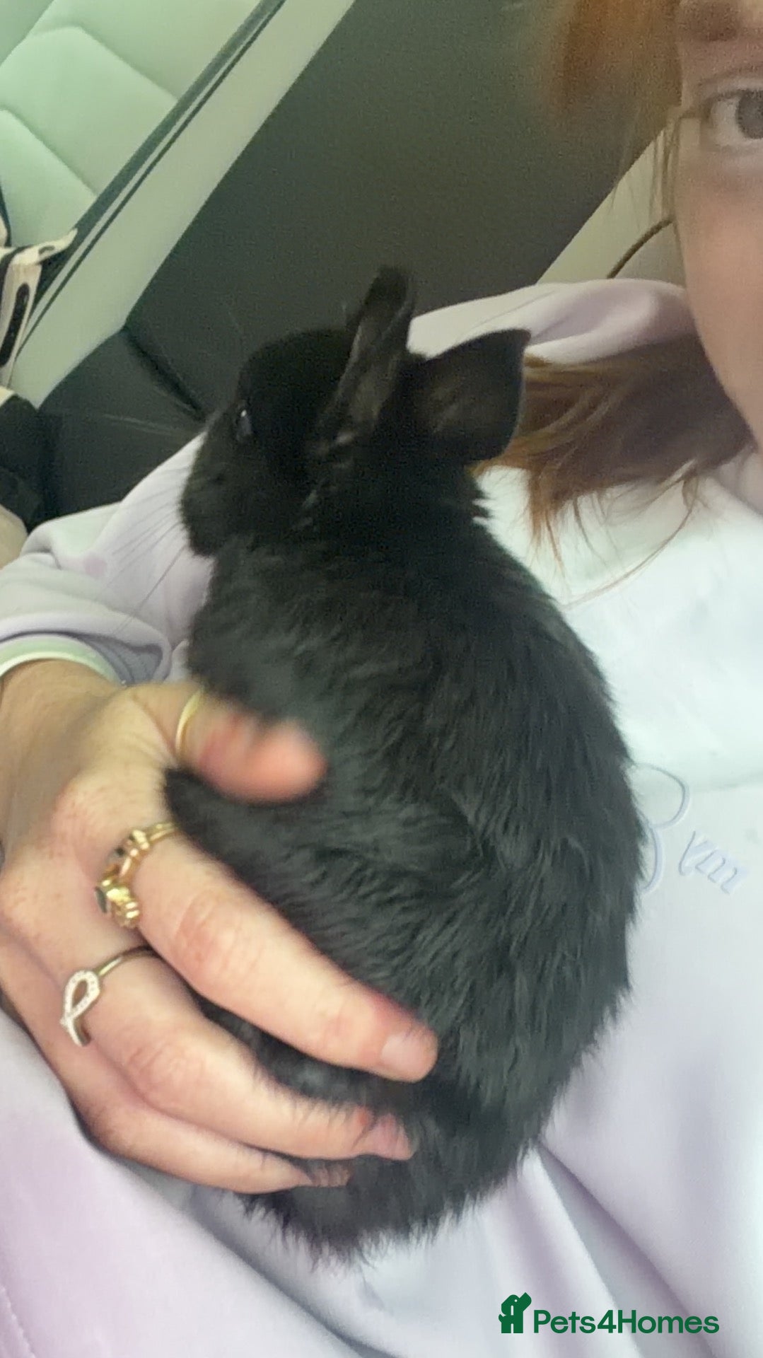 Netherland Dwarf rabbits for sale: Netherland dwarf bunny - Advert 1