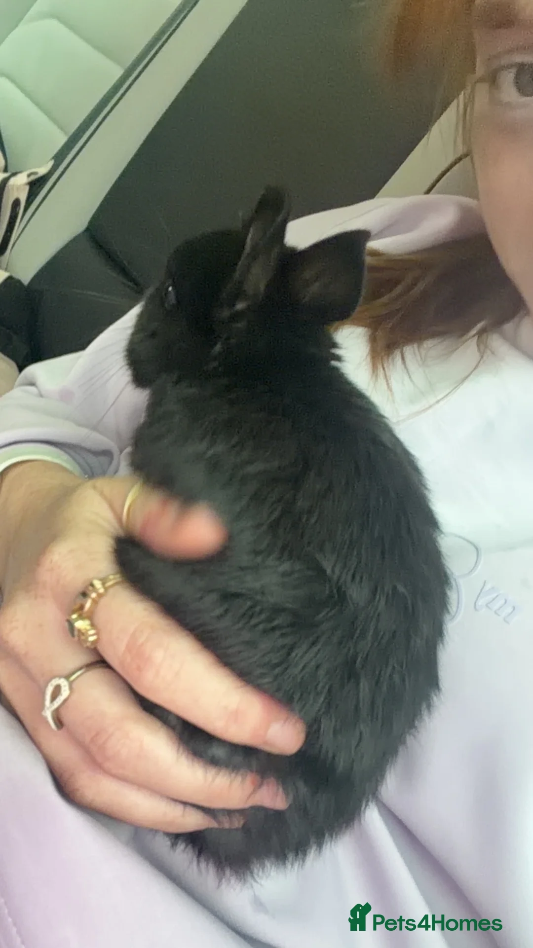 Netherland Dwarf rabbits for sale: Netherland dwarf bunny in Retford - Advert 1
