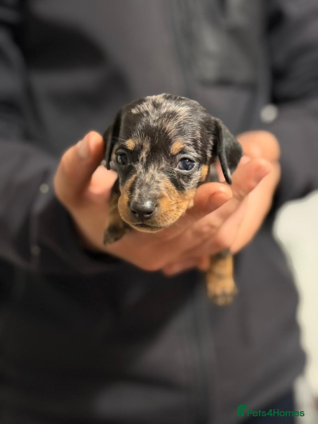 Miniature Dachshund dogs for sale: Minature dachshund puppies - Image 8