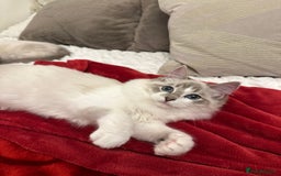 Ragdoll cats for sale: Gorgeous pedigree friendly girl kittens - Advert 8
