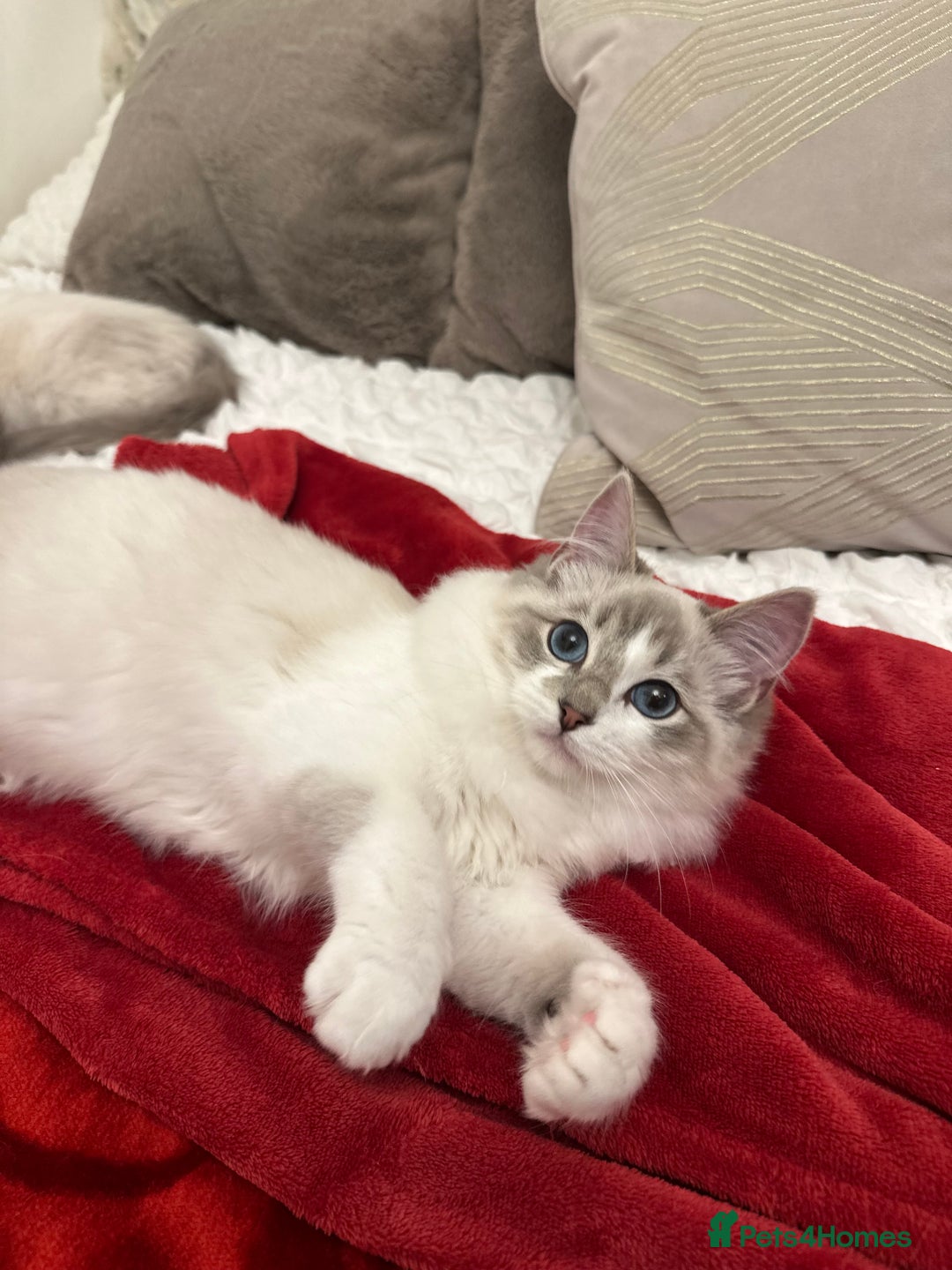 Ragdoll cats for sale: Gorgeous pedigree friendly girl kittens - Advert 8