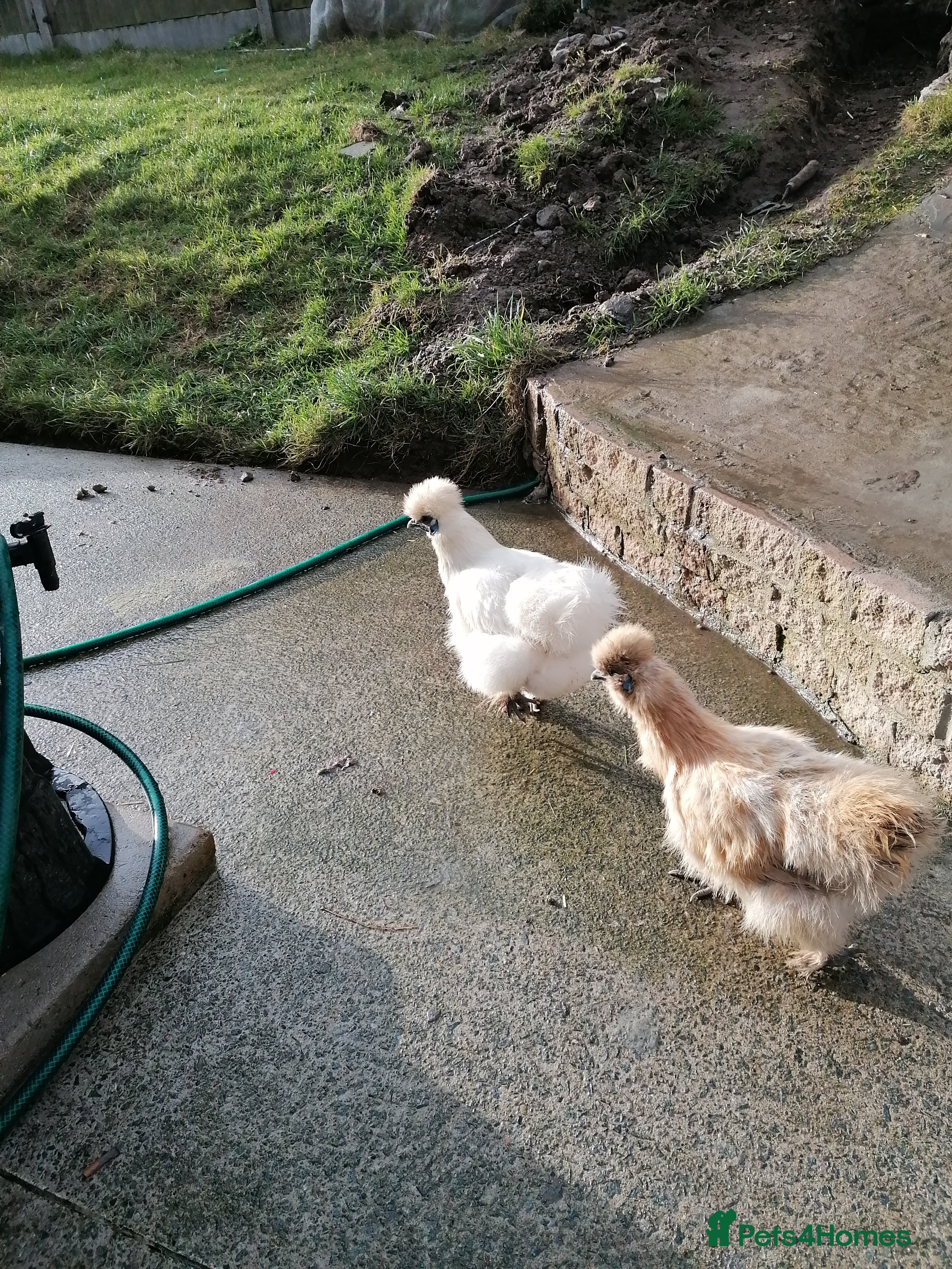 Chickens poultry Two silkies  - Advert 6