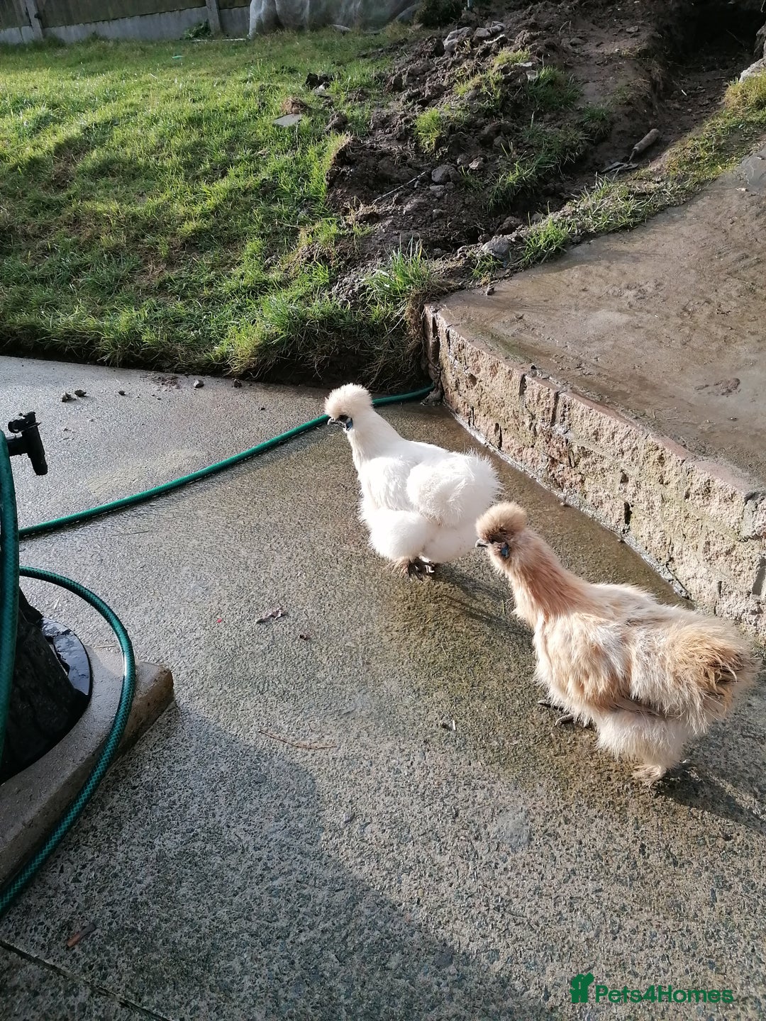 Chickens poultry for sale: Two silkies  - Advert 1