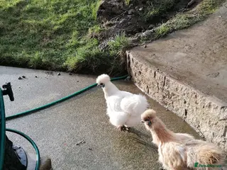 Chickens poultry Two silkies - Advert 4