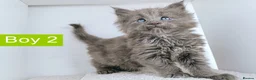 Maine Coon cats for sale: DNA health tested Maine coon kittens  - Advert 27