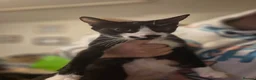 Mixed Breed cats for sale: Beautiful kittens for sale - Advert 11