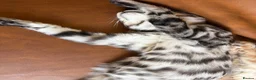 Maine Coon cats for sale: Champion XL Russian Maine coon X GCCF bengal - Advert 7