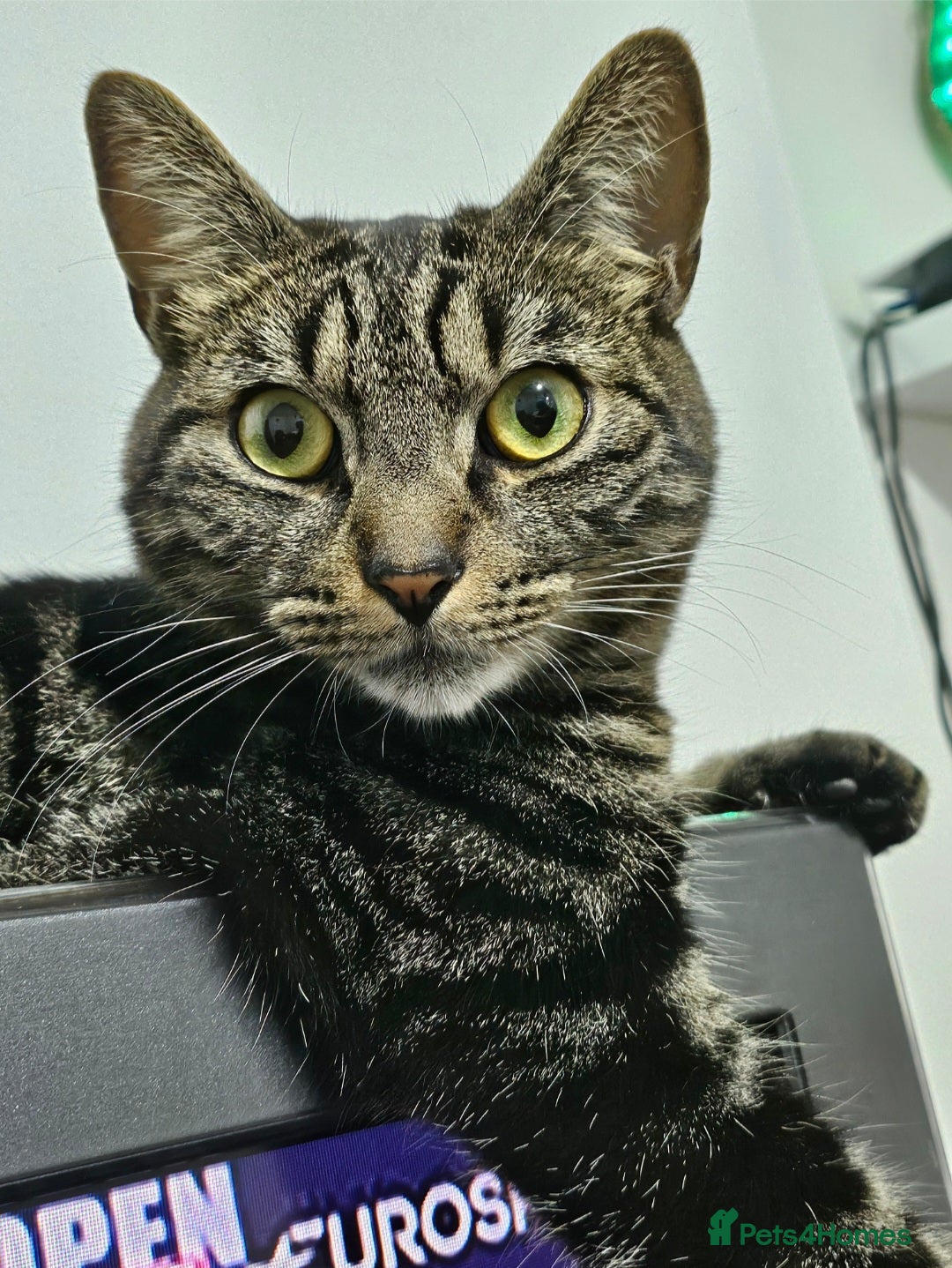 American Shorthair cats for sale: Free 3 year old male cat (needs rehoming) - Image 4