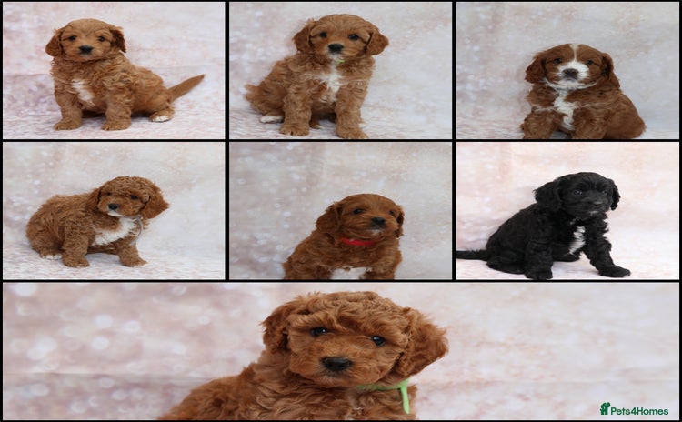 Cavapoo dogs - Advert 8