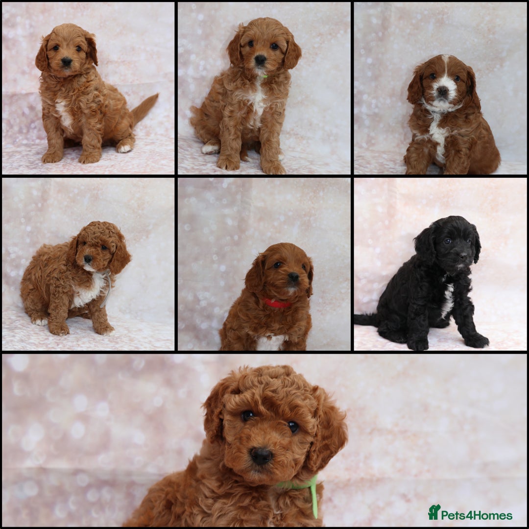Cavapoo dogs for sale: Cavapoo  - Image 1