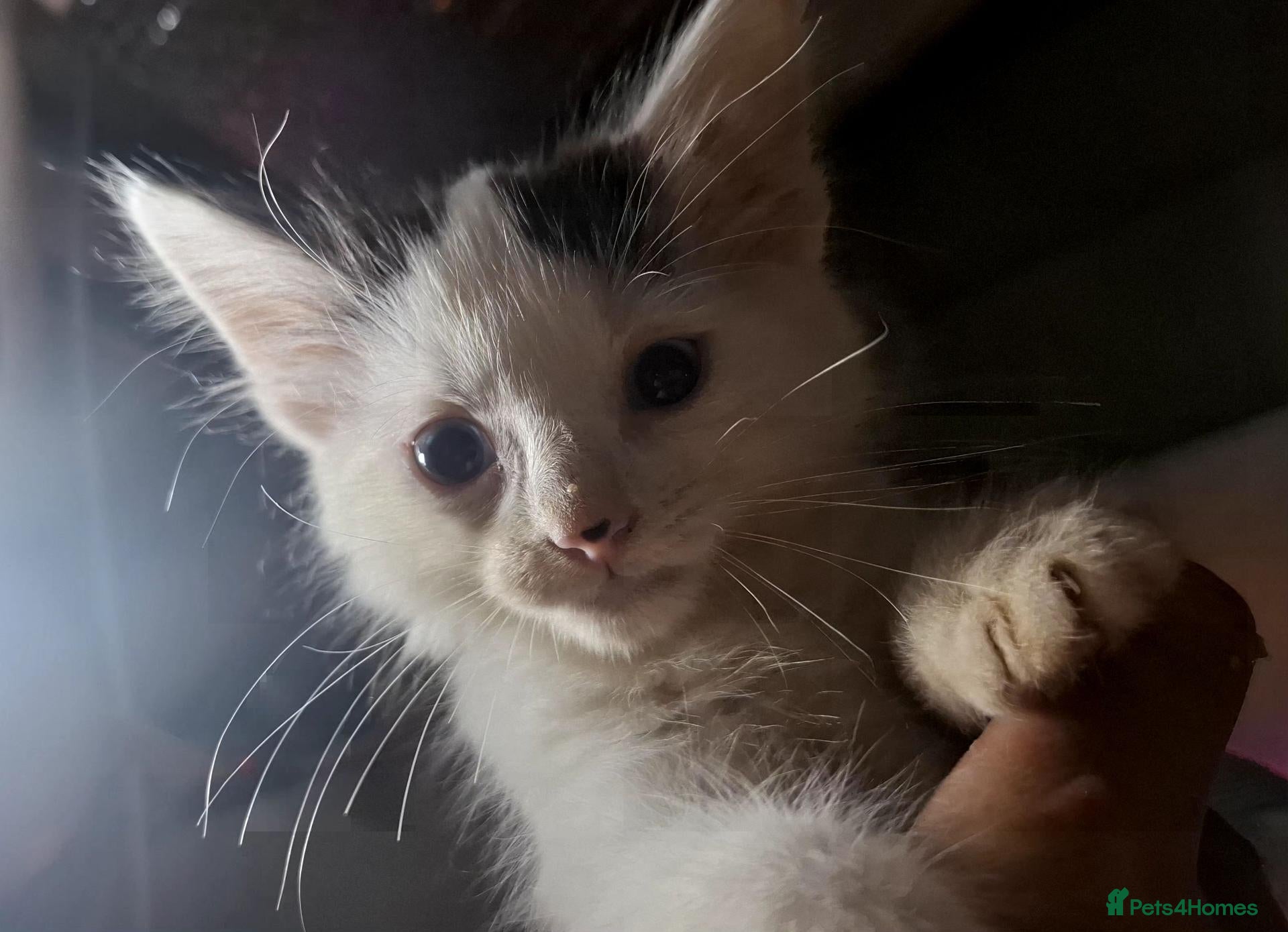 British Longhair cats Beautiful Adorable 6 Black & White Kittens - Advert 6