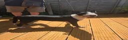 English Bull Terrier dogs for sale: Male English bull terrier pup - Advert 8