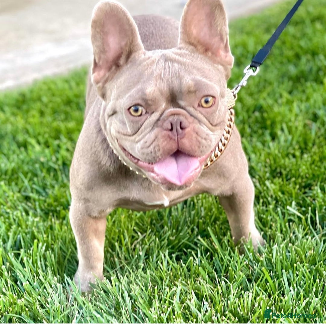 French Bulldog dogs for stud: KC REG⭐️ISABELLA AND LILAC NEW SHADE 👑BOSS HUGO👑 in Manchester - Image 3