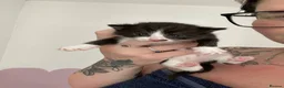 Mixed Breed cats for sale: 5x kittens for sale  in Hull - Advert 9
