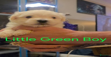 Maltese dogs - Advert 2