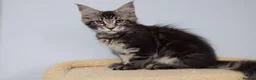 Maine Coon cats for sale: Maine Coons ready now - Advert 6