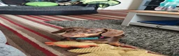 Miniature Dachshund dogs for sale: Miniature dachshund boy - Advert 18