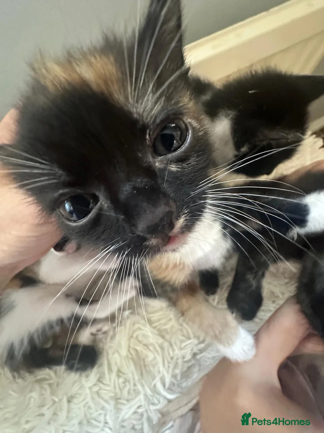 British Shorthair cats for sale: A litter of 5 kittens for 4 for sale - Advert 16