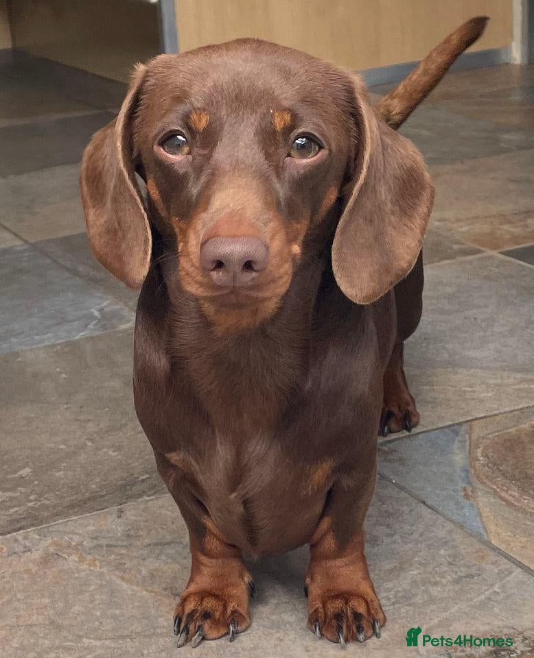 Miniature Dachshund dogs for stud: Mini Smooth Choc/Tan Dachshund Male (Stud only) - Advert 21