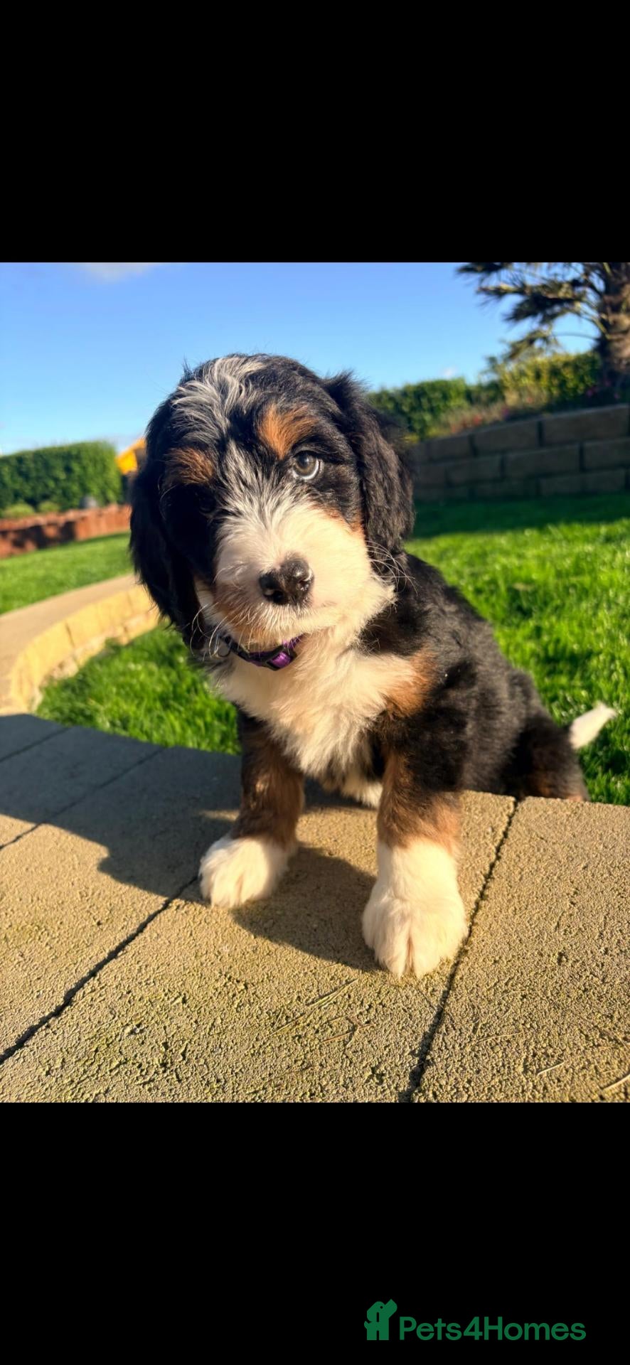 Bernedoodle dogs F1 tri-color bernedoodle pups - Advert 1