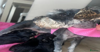 Mixed Breed dogs Miniature Schnoodles  - Advert 9