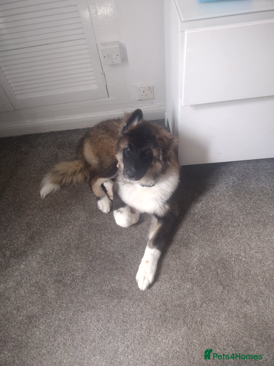 Akita dogs for sale: Long haired American akita  - Image 3