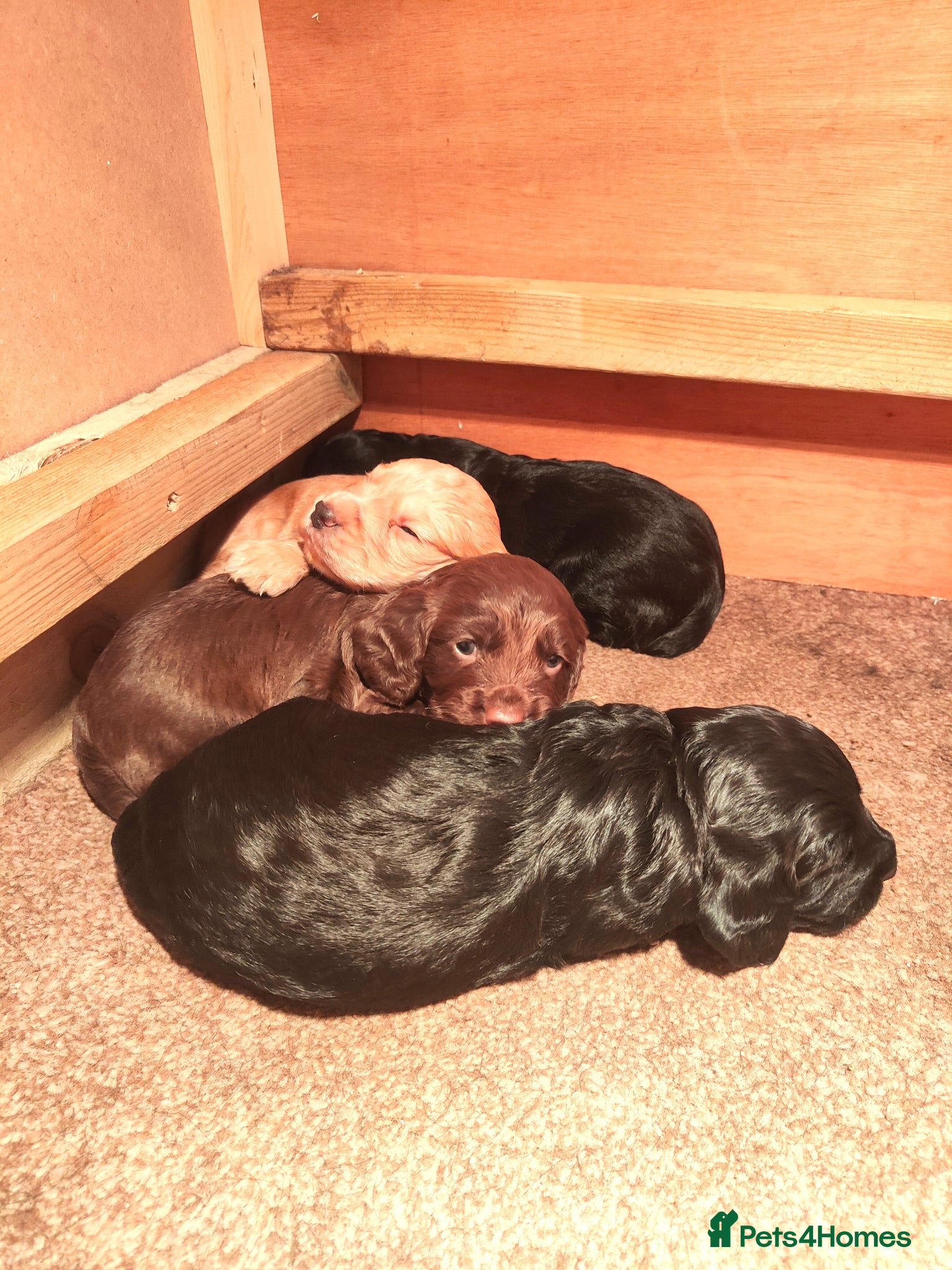 Cocker Spaniel dogs Working Cocker Spaniels 👀🏡 - Advert 10