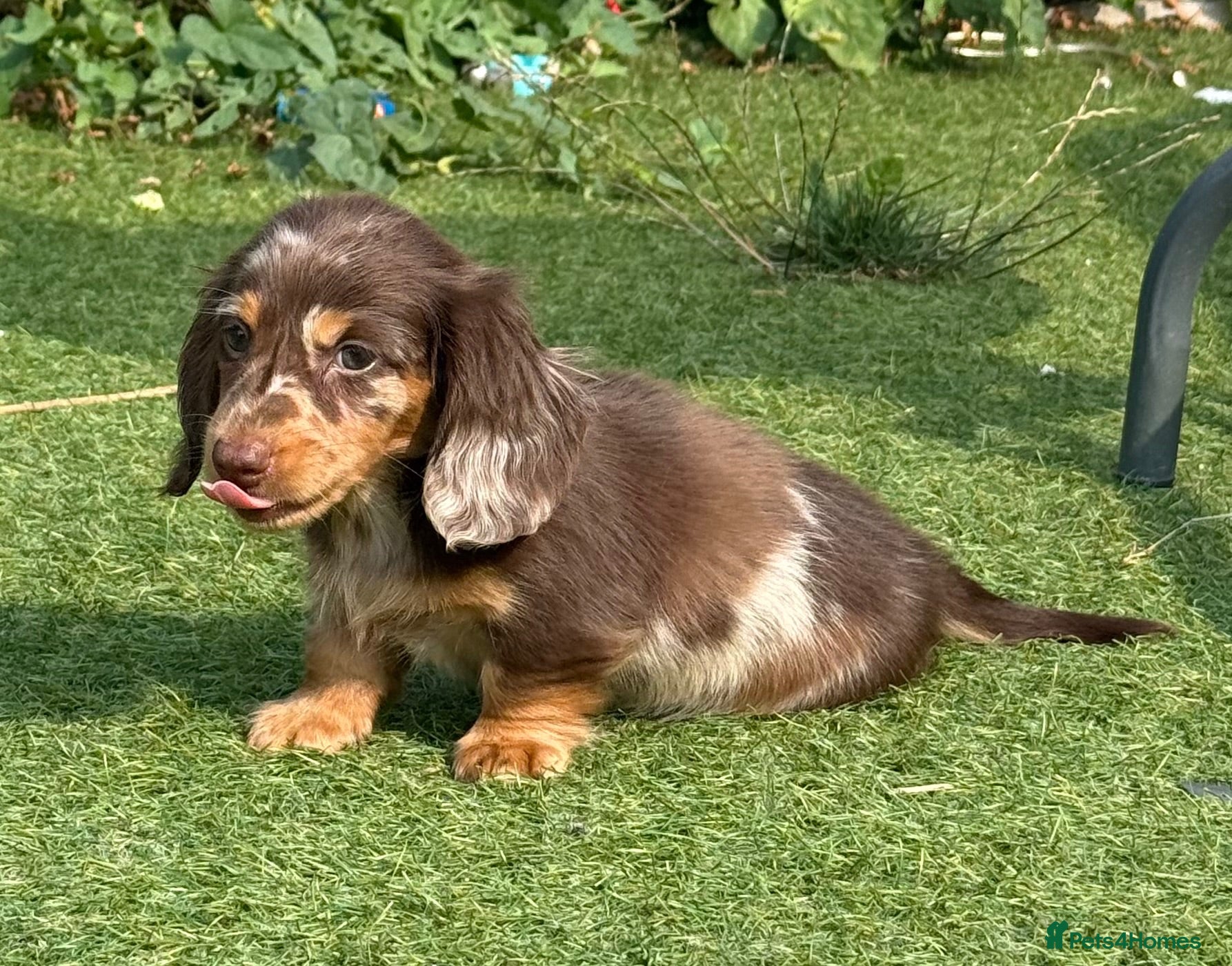 Miniature Dachshund dogs Beautiful mini dachshund  - Advert 10