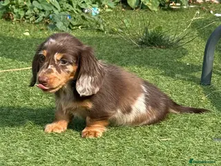 Miniature Dachshund dogs Beautiful mini dachshund - Advert 10