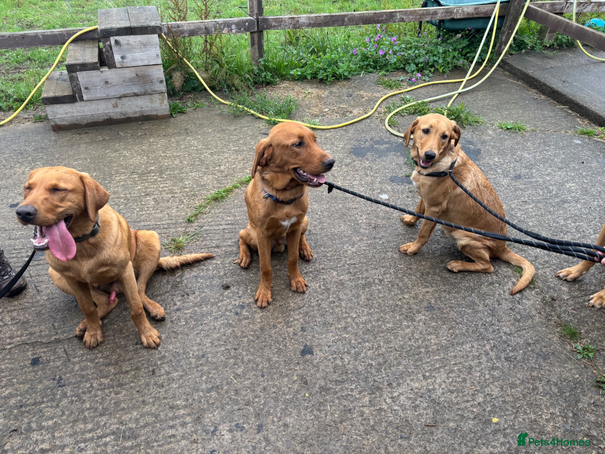 Labrador Retriever dogs Red fox Labrador retrievers  - Advert 4