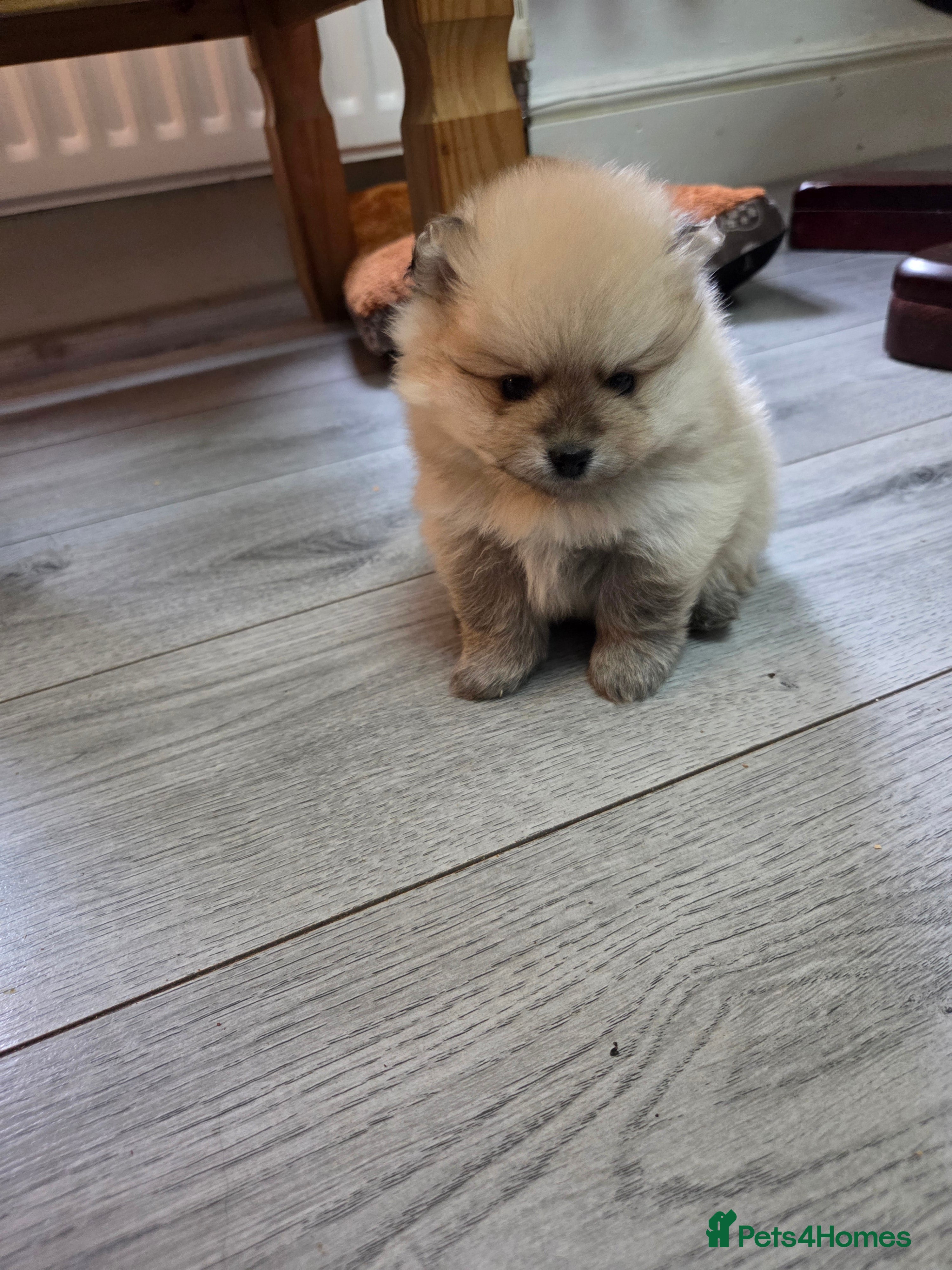 Pomeranian dogs Pomeranian puppies for sale 🐶🐾 - Advert 2