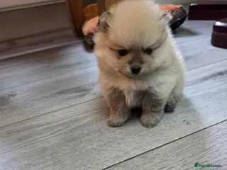 Pomeranian dogs Pomeranian puppies for sale 🐶🐾 - Advert 6