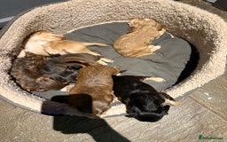 Cocker Spaniel dogs for sale: Wonderful show type cocker spaniels - Image 12