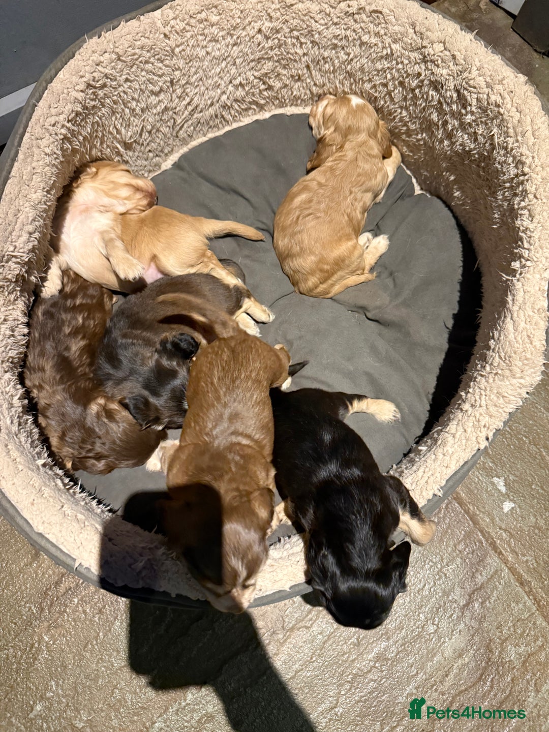 Cocker Spaniel dogs for sale: Wonderful show type cocker spaniels - Image 12