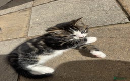 Turkish Angora cats for sale: half turkish angors  - Image 11