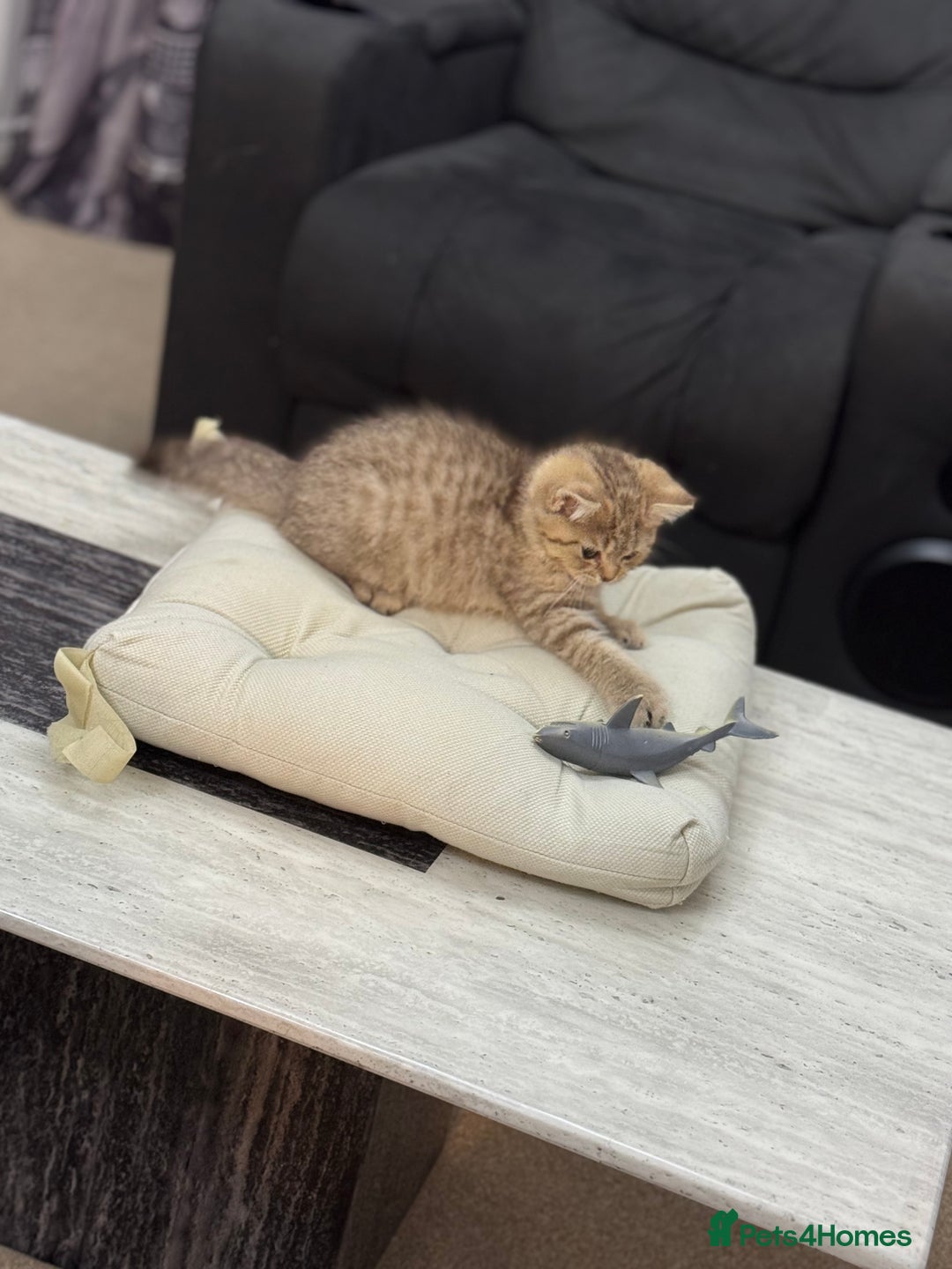 British Shorthair cats for sale: British shorthair  - Image 10