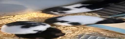 Hamster rodents for sale: Stunning Syrian hansters in Rochester - Advert 4
