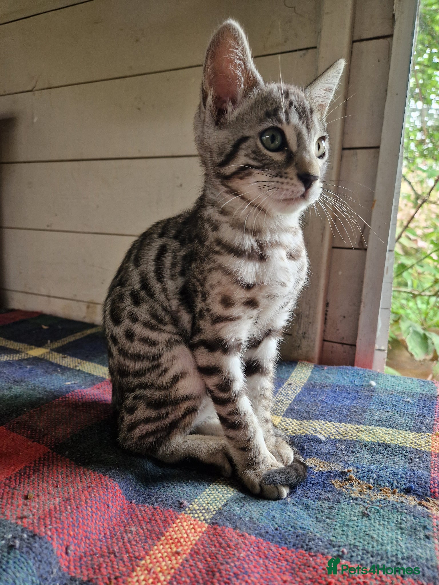 Mixed Breed cats for sale: 7/8ths Bengal, 1/8th Siamese kittens  - Advert 3