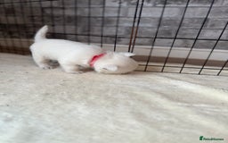 West Highland Terrier dogs for sale: KC West Highland Terrier - Image 22