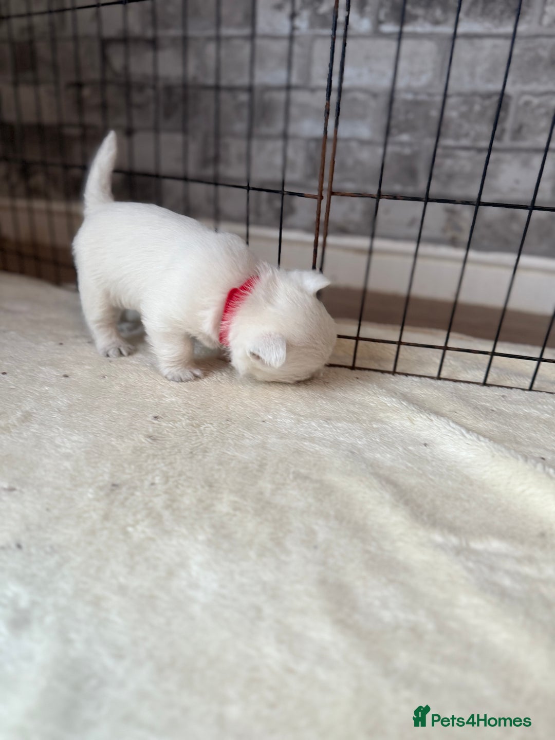 West Highland Terrier dogs for sale: KC West Highland Terrier - Image 22