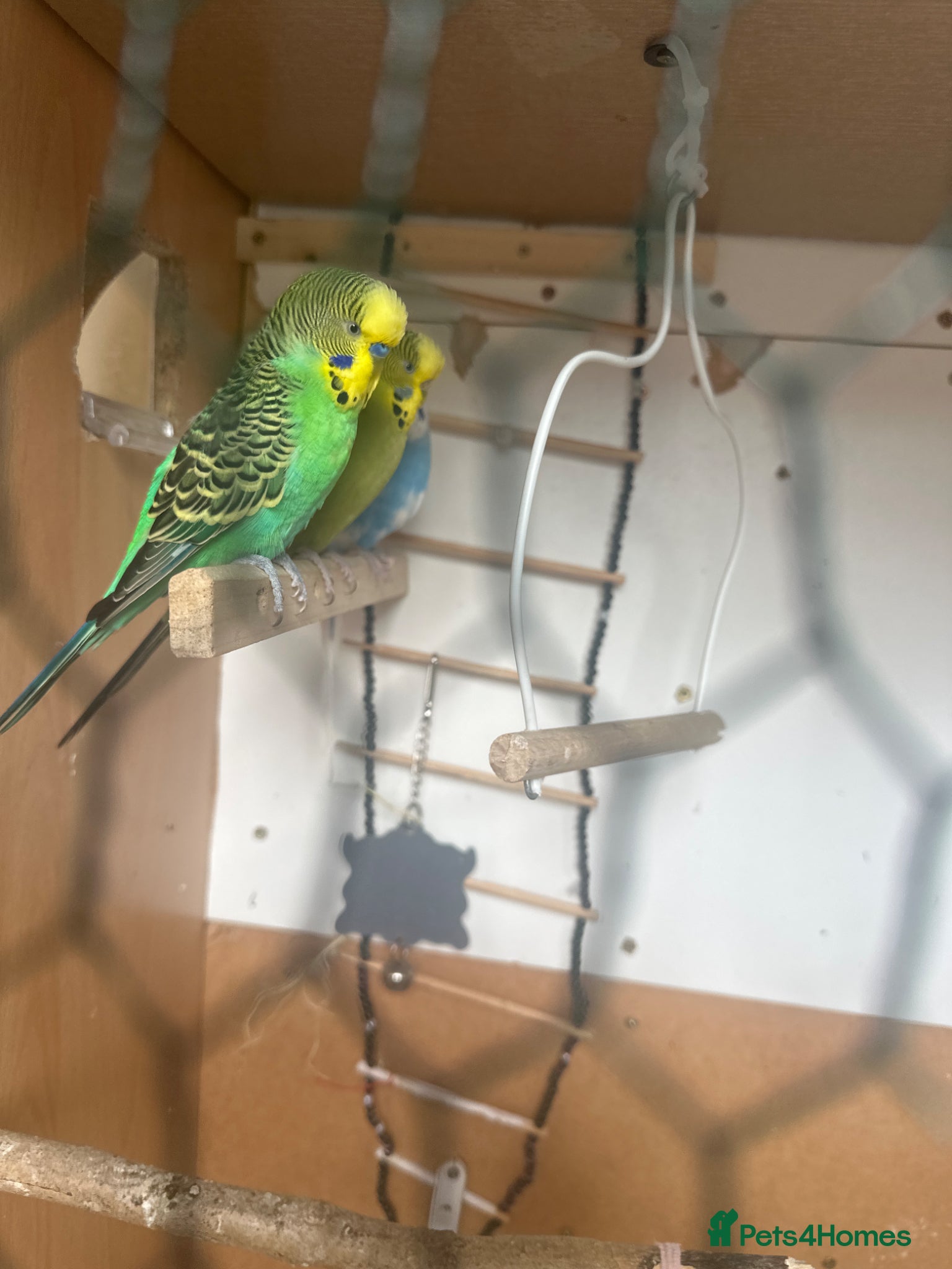 Budgerigars birds Lovely bonded pair  - Advert 2